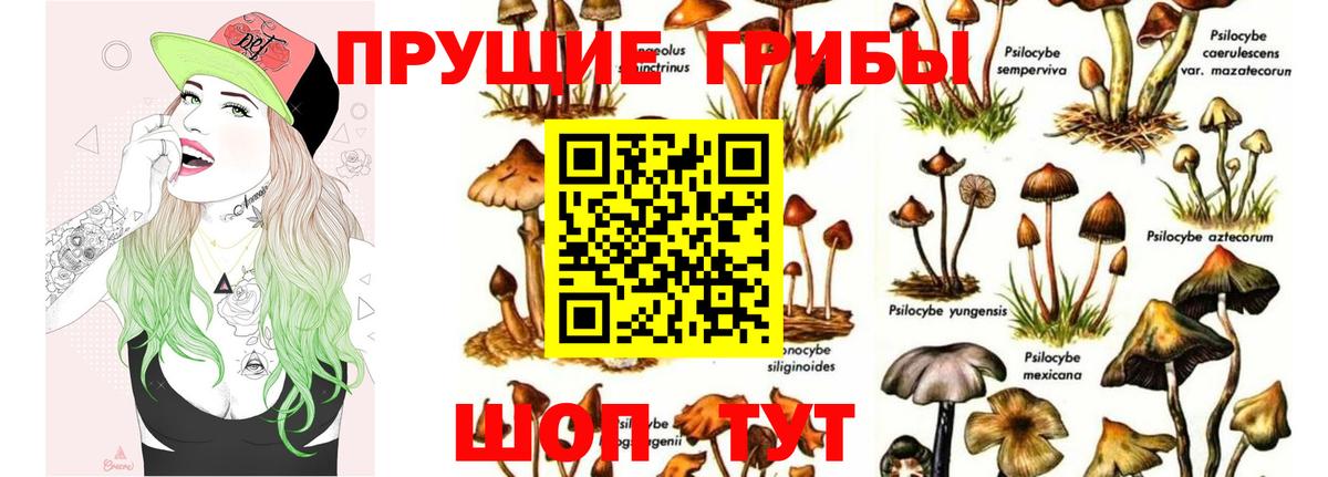 Псилоцибиновые грибы Cubensis Георгиевск